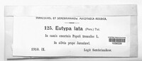 Eutypa lata image